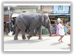 Elephant Jayanthi leading Adi Shankara's Procession