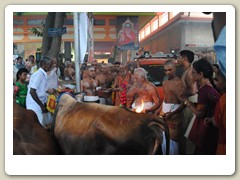 Go Dhanam being offered