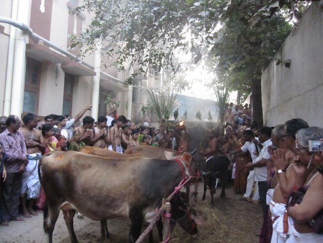 Mattu Pongal