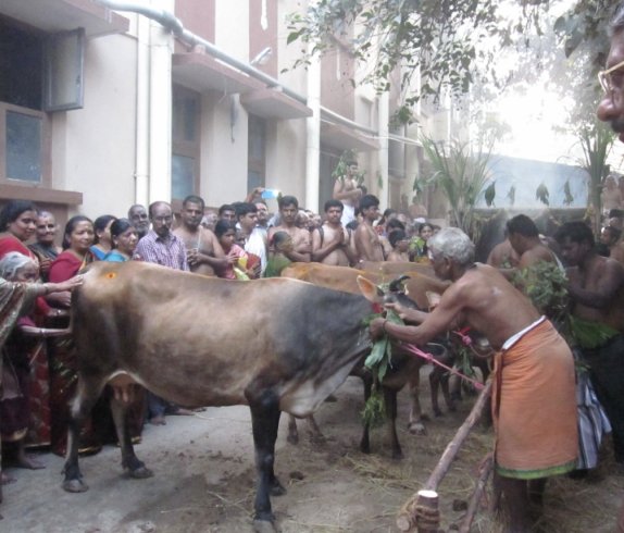 Mattu Pongal
