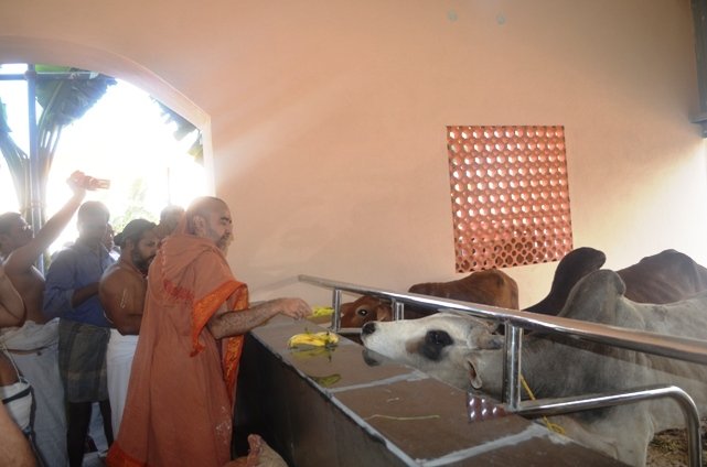 Goshala visit