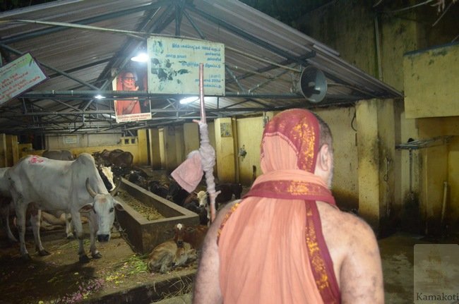 Mambalam-Shankara-Matam-Goshala