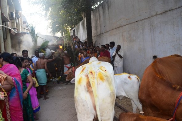 Mattu Pongal