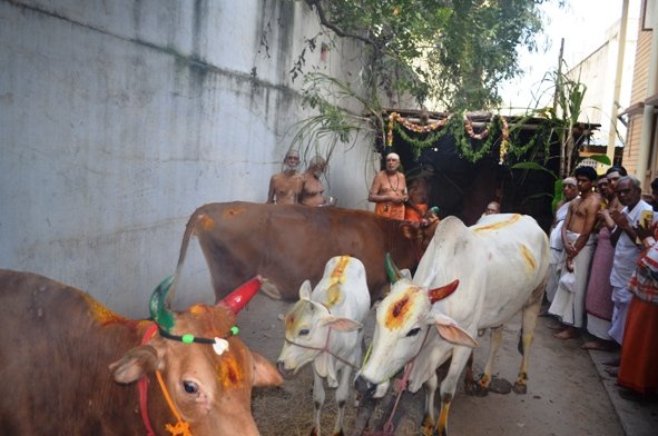 Mattu Pongal