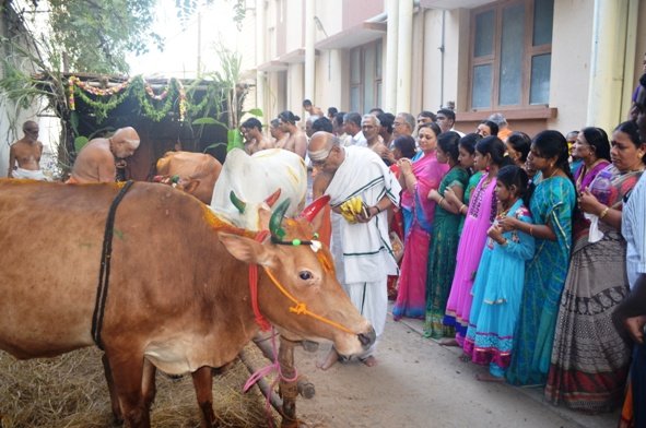 Mattu Pongal