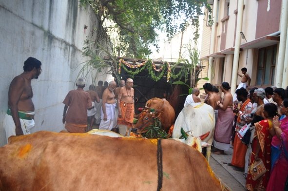 Mattu Pongal