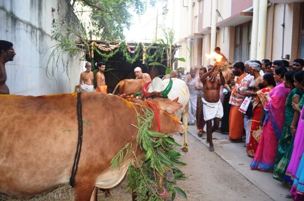 Mattu Pongal