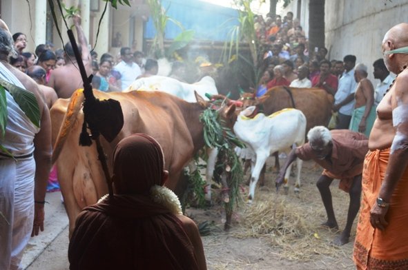 Mattu Pongal