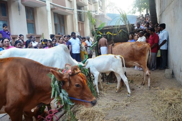 Mattu Pongal