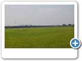 9. Lush Green Fields